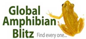 Logo for Global Amphibian Blitz, including photo of frog