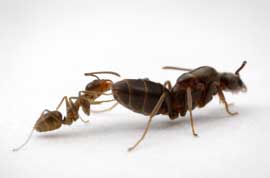photo of an Argentine worker ant with a queen ant of the same species, illustrating that the queen has a much larger body than the worker ant.