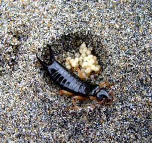 photo of a black, maritime earwig with a cluster of white eggs on the sand