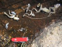 A photo of Dead southern mountain yellow-legged frogs (Rana muscosa) killed by the chytrid fungus.