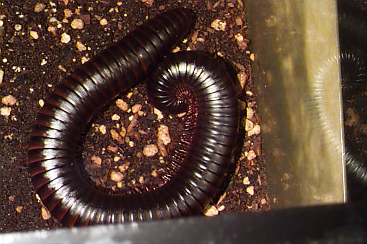 Giant African Millipede
