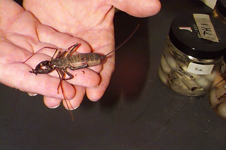 Whip scorpion from Arizona